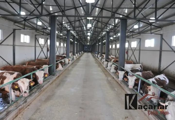 Çelik çatılı besi ahırında sıralı sığır durakları